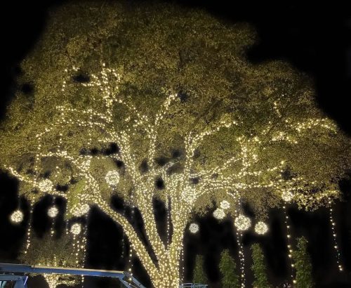tulsa-christmas-light-installation-tree-wrappings-2
